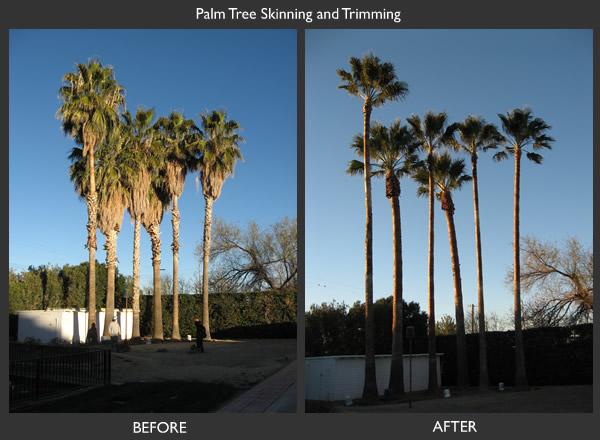 Image result for before and after pruning