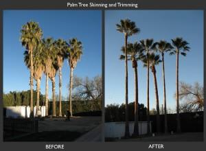 Romeo Tree Service Palm Tree Trimming Before and After Photo