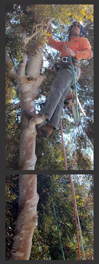 climber_in_tree