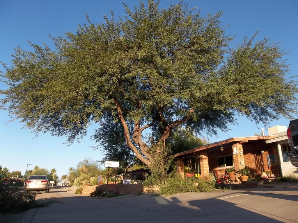 Mesquites in Tucson Romeo Tree Service