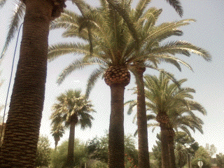 Pineappled Palm Tree