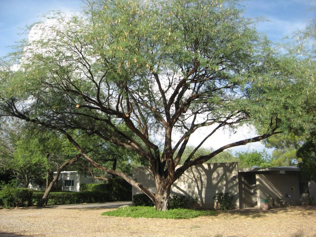 Mesquite, cleaned and raised