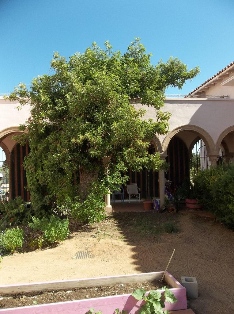 Largest Avacado Tree 
In Tucson<br />
at Benedictine Monastery