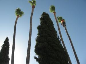 Tree climber at top right.