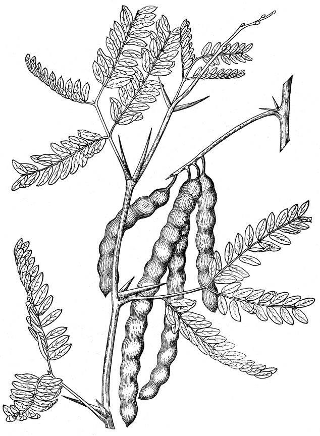 Mesquite Tree Drawing