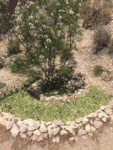 Partial doughnut basin near a Desert Willow tree.