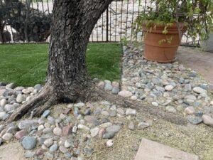 A mesquite tree with two first lateral roots designating the start of the root flare.