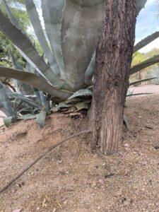 A mesquite tree with a supplemental root.