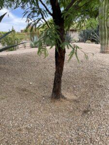 Root flare exposure of a mesquite tree.