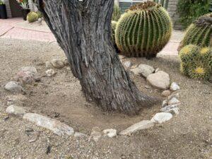 A mesquite tree with one first lateral root designating the start of the root flare.  This mesquite's root flare has been exposed requiring rip rap rock. 