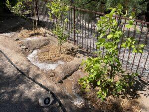 Newly planted citrus trees with connected watering basins. 