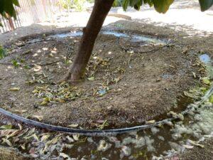 A doughnut basin for watering a citrus tree. 