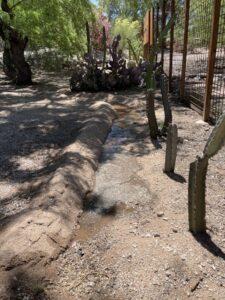 Watering berm for newly planted blue myrtle cacti.