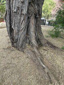 Mesquite root flare.