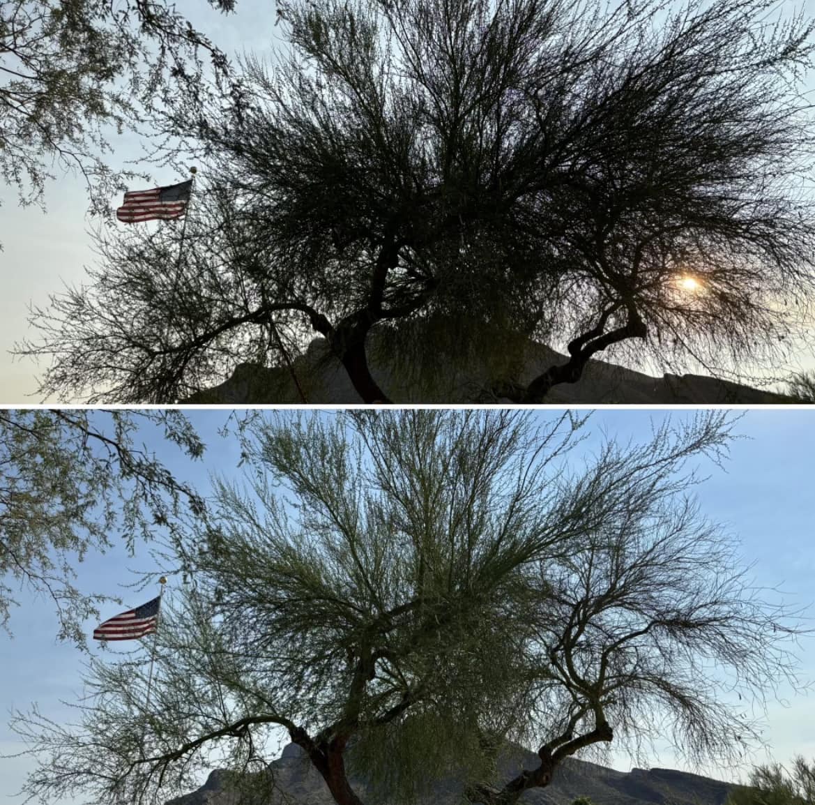 Tucson Tree Trimming