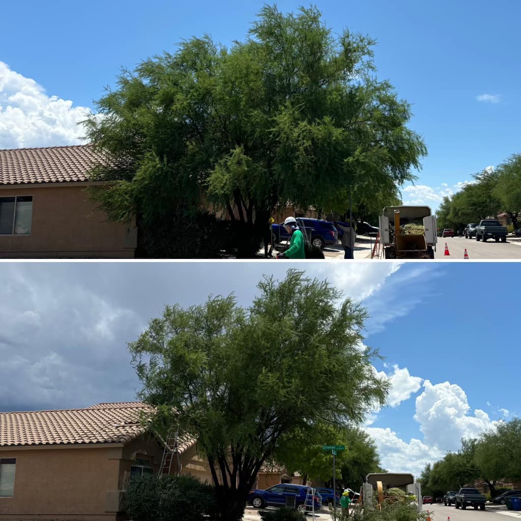 Tucson Tree Pruning