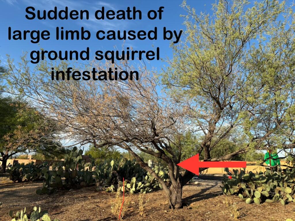 Tucson Burrowing Rodent Control 1