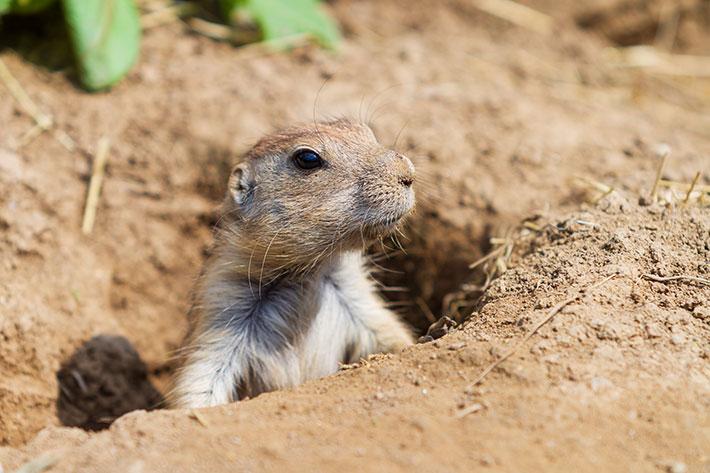 Tucson Burrowing Rodent Control