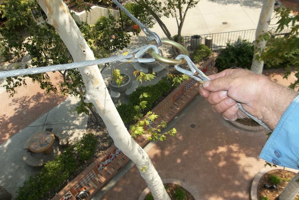 Tucson Tree Cabling and Bracing