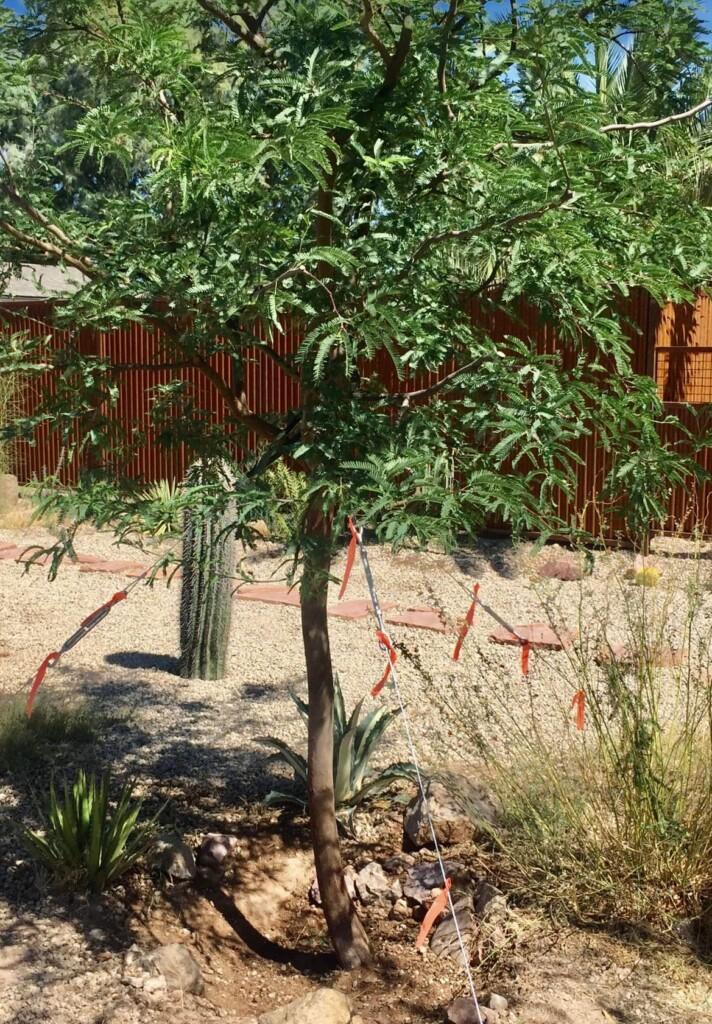 Tucson Tree Cabling and Bracing 4