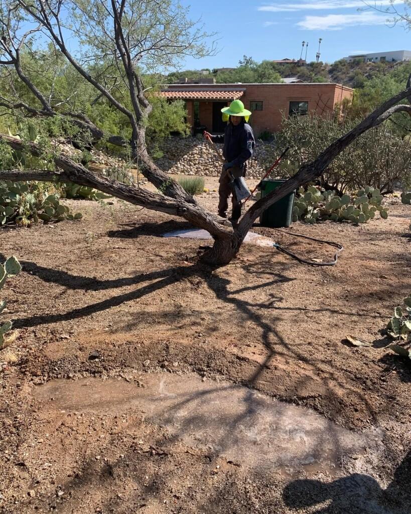 Tucson Certified Arborist, Tucson Tree Care