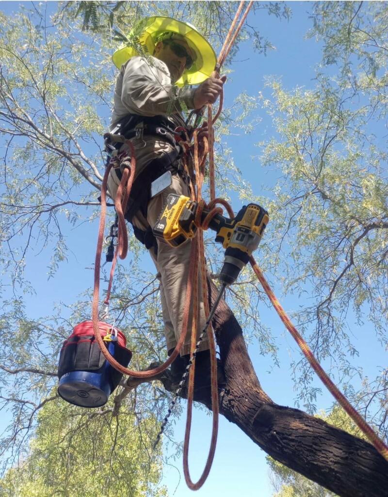 Tucson Tree Pruning Equipment