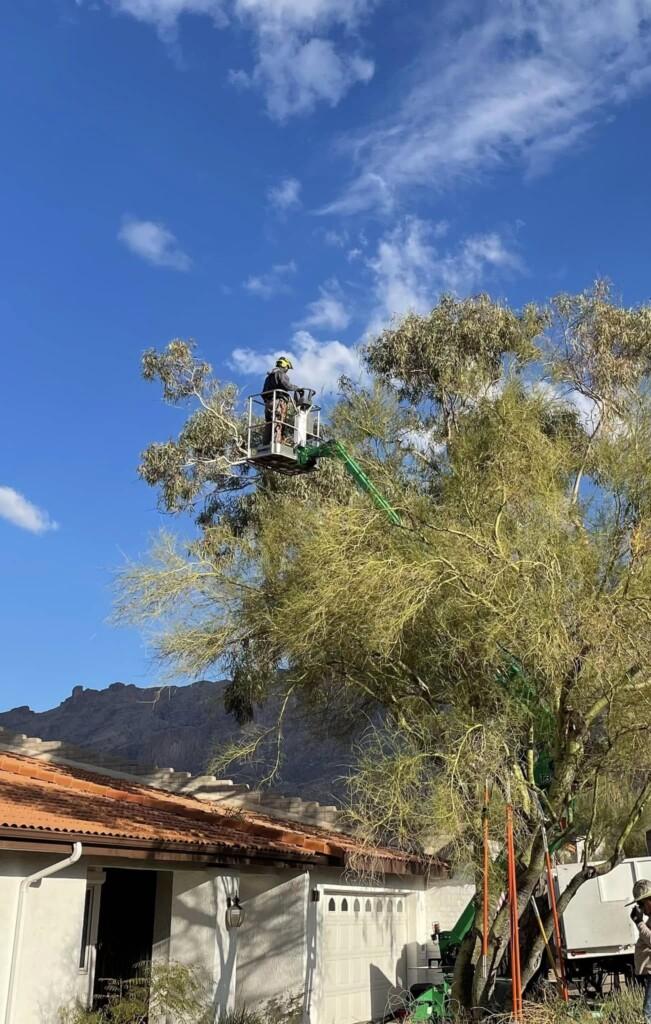 Tucson Tree Service Page