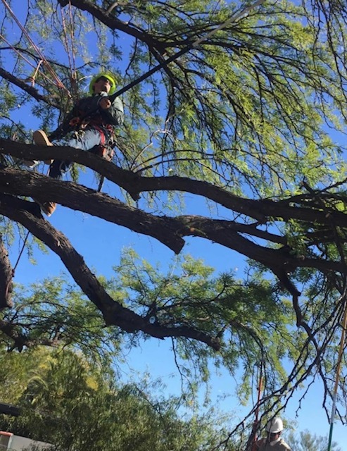 Tucson Tree Service