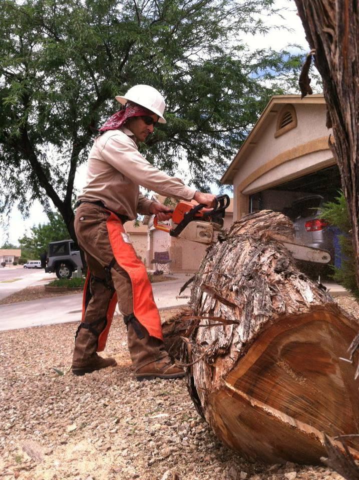 Tucson tree removal and stump grinding