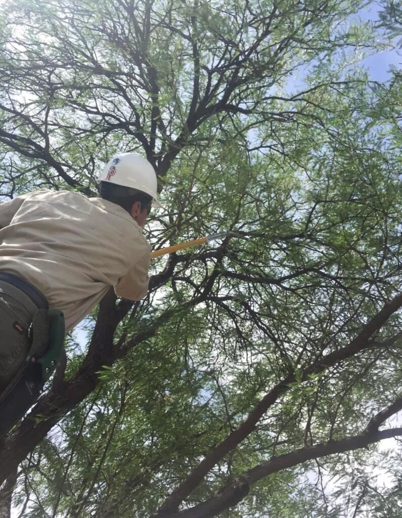 Tree Pruning - New 2