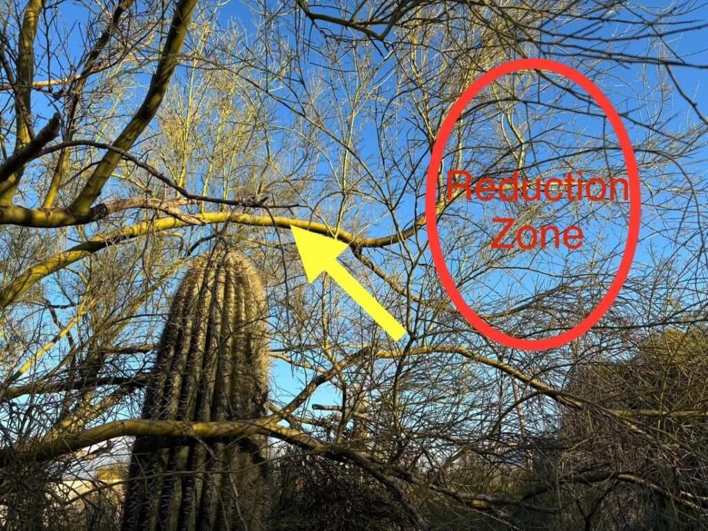 Careful pruning to protect the saguaro while reducing the Palo Verde for a balanced, healthy landscape.