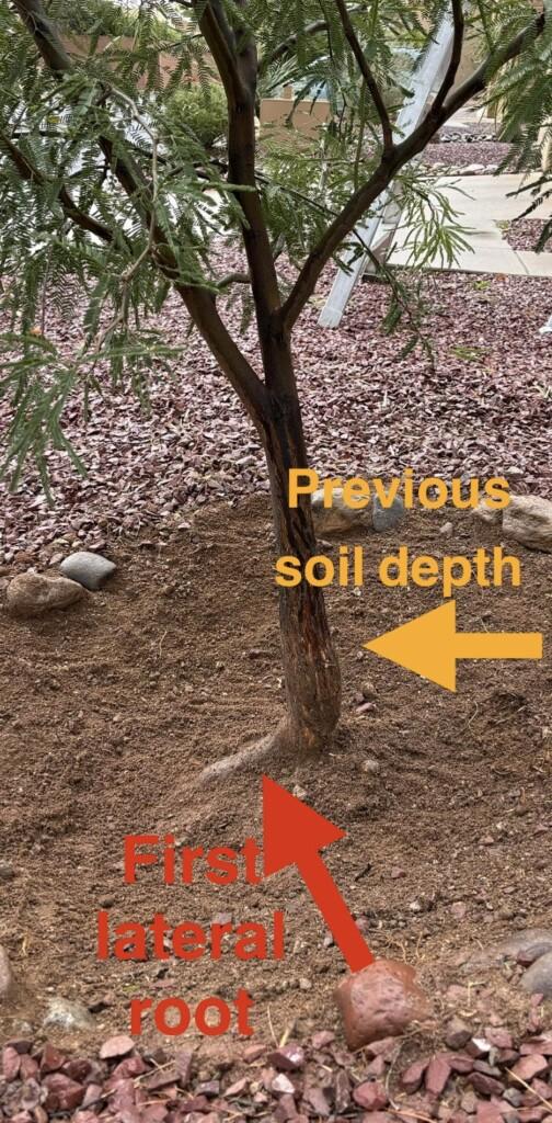 Exposed root flare is essential for tree health and stability.