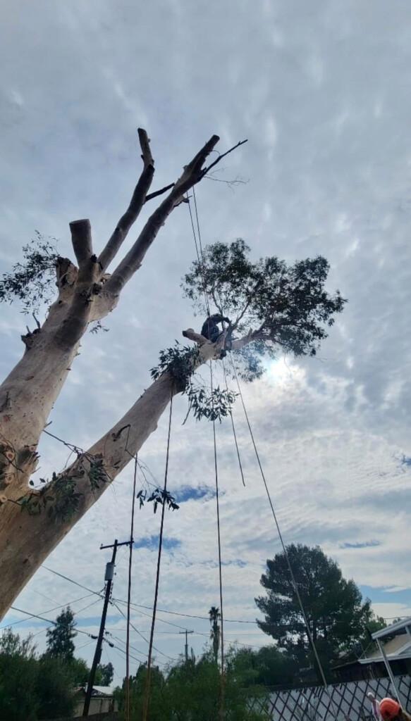 Tucson Tree Removal and Stump Grinding