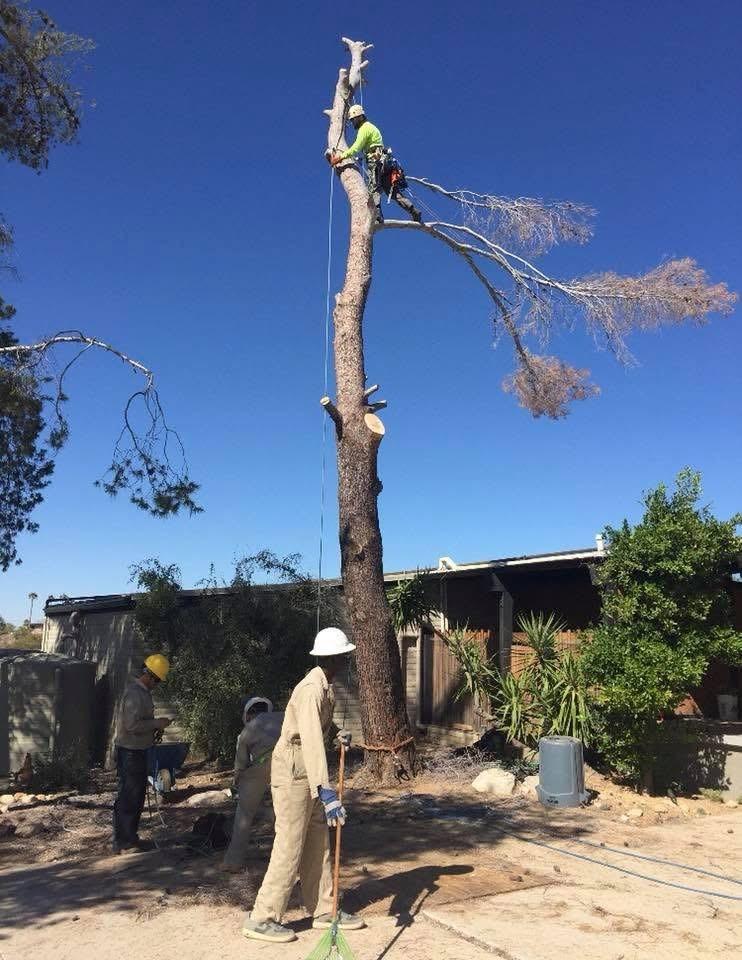 Tucson Tree Removal and Stump Grinding 6