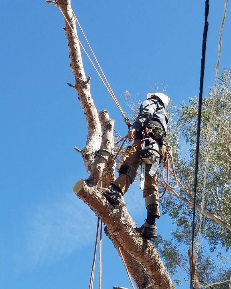 Tucson Tree Removal and Stump Grinding 8