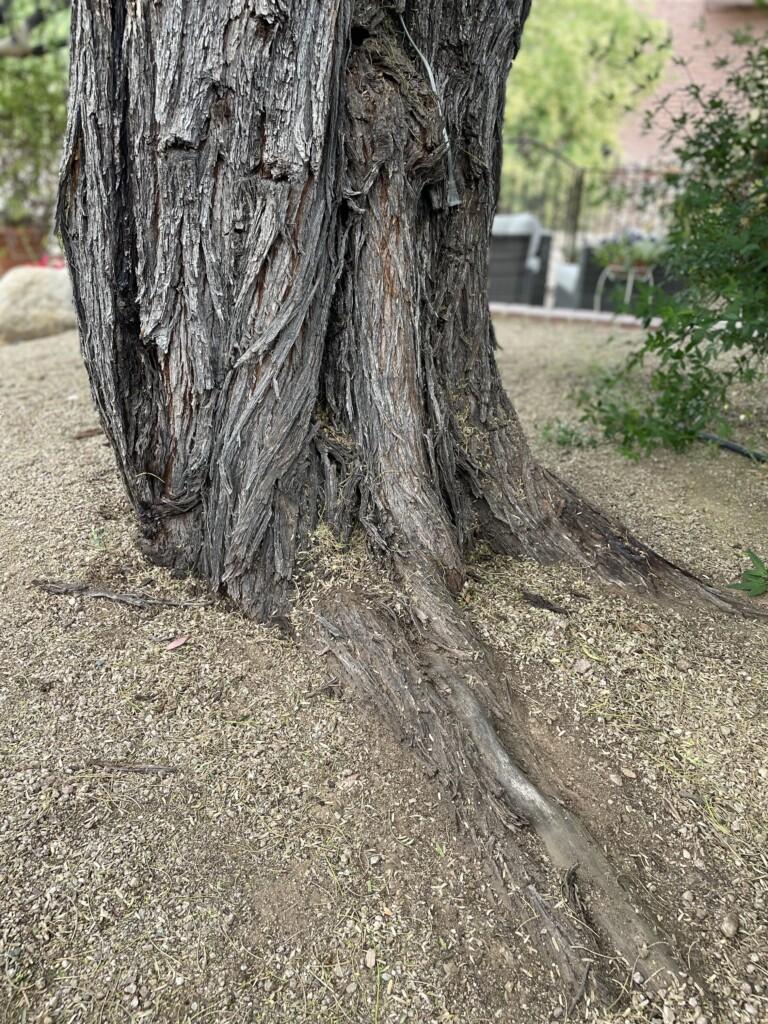 Root Flare 3